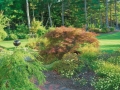 Planting Design, Swanzey NH